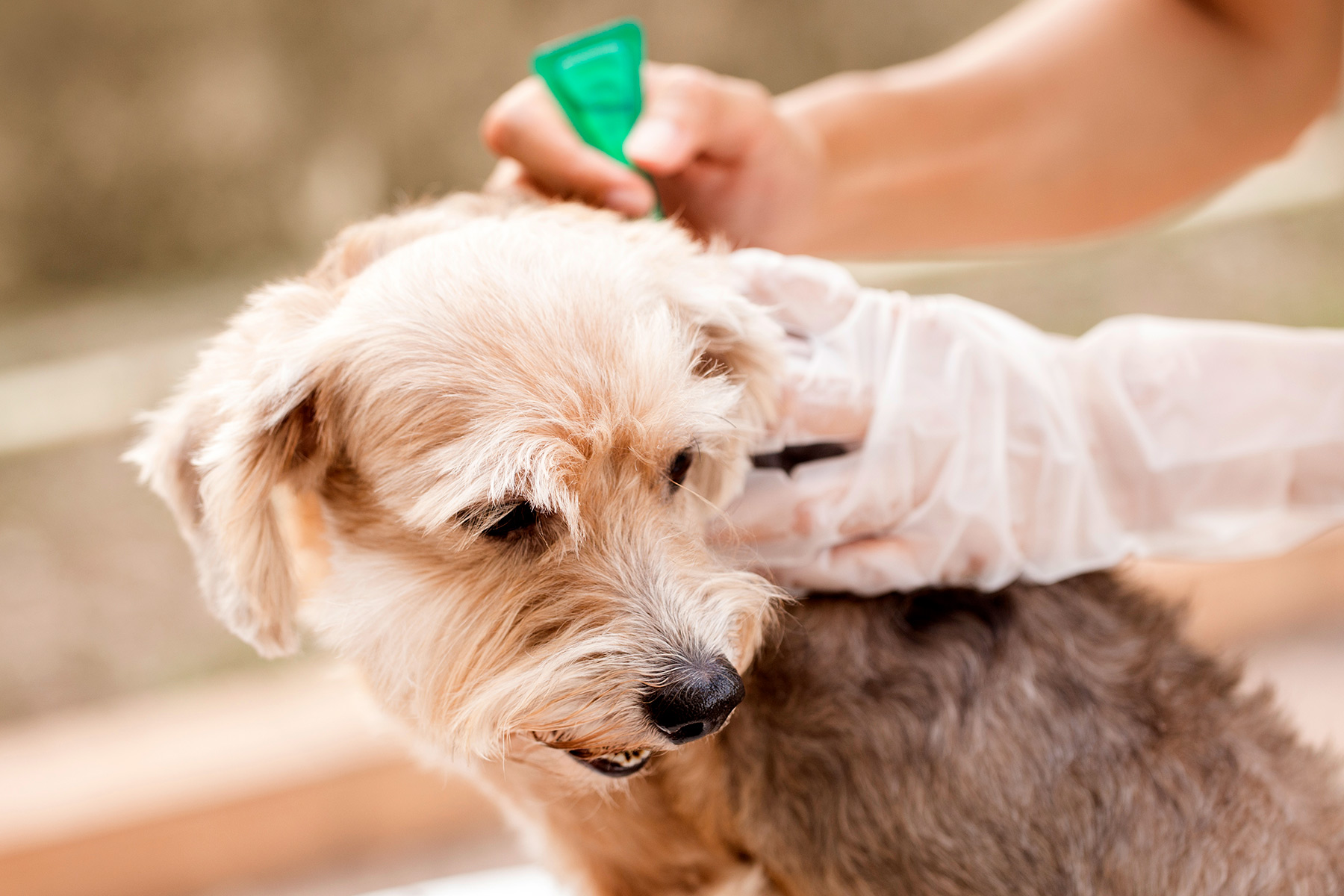 What to Do if Your Pet Still Has Fleas After Using Frontline Plus?