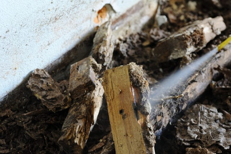 Who is the best company for Termites in West Palm Beach ?