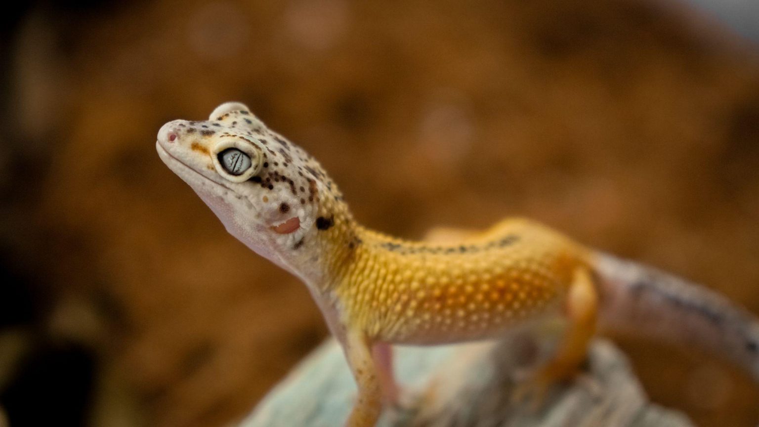 Do Leopard Geckos Make Good Pets Home Senator