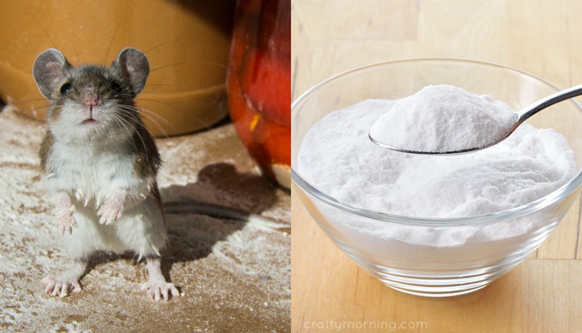 What Does Baking Soda Do to Rats? Home Senator