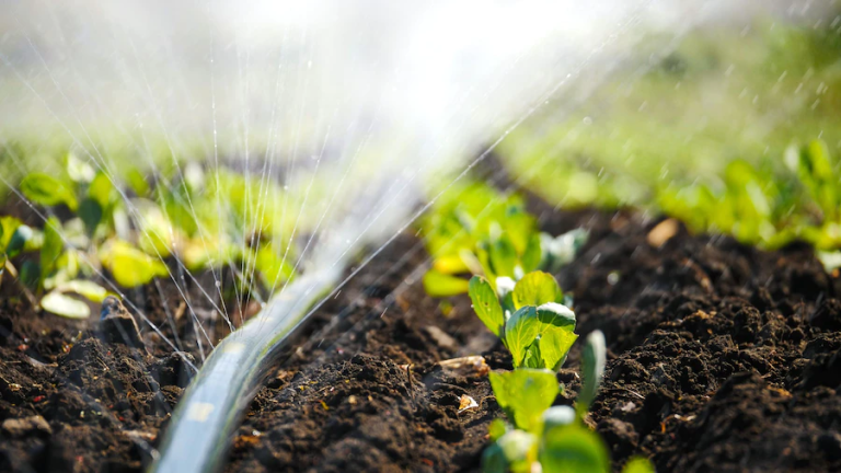 Effortless Lawn Care: How an Irrigation System Can Transform Your Property