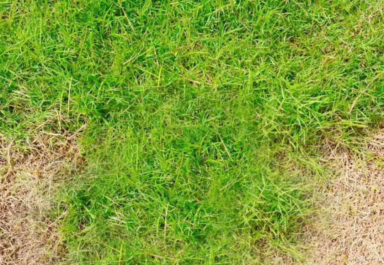 Expert Advice on How to Remove Brown Spots from Your Lawn