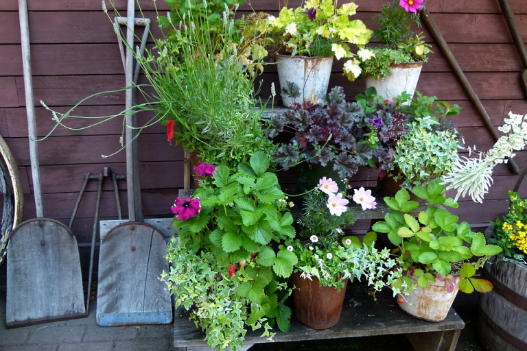 5 Must-Have Items to Create a Perfect Backyard Garden