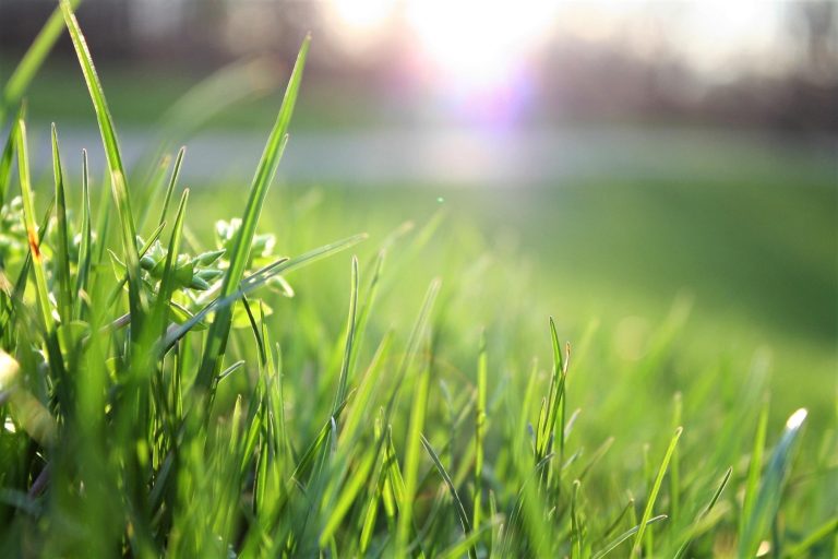 Revitalize Your Lawn: A Guide to Aeration and Seeding