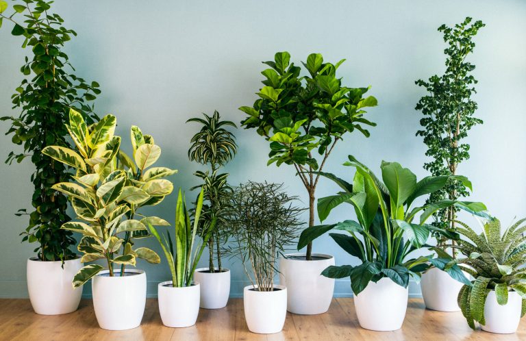 What House Plants Produce the Most Oxygen?