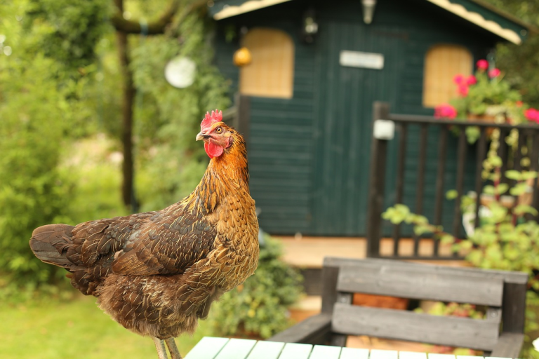 Eco-Friendly Chicken Coops and Their Role in Agricultural Resilience