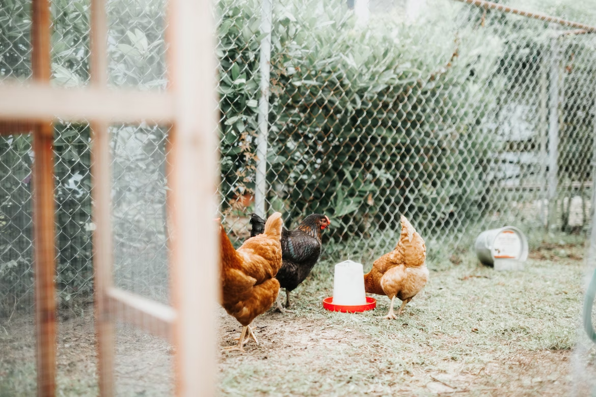 Incorporating Eco-Friendly Elements in Chicken Coop Design
