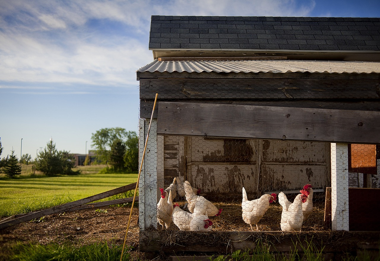 Innovating Chicken Coop Practices for Sustainability