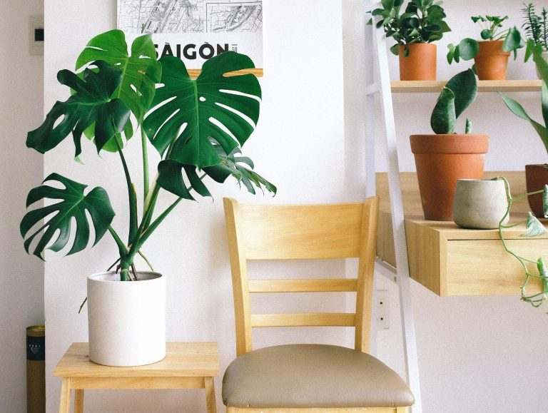 Indoor Plant Delivery: Greenery at Your Doorstep