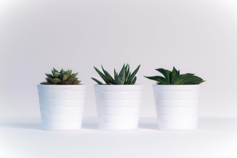 Transform Your Space With Elegant Artificial Plants