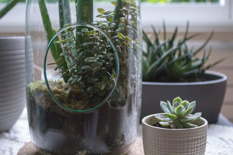 Creating Your Own Oasis: How to Build a Natural Ecosystem Indoors