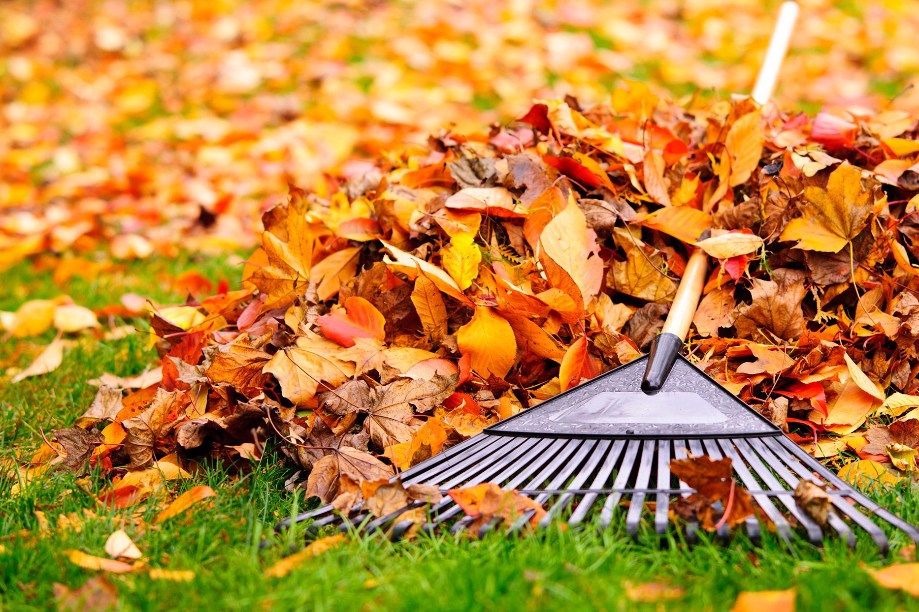 Tidy up Fallen Leaves and Debris