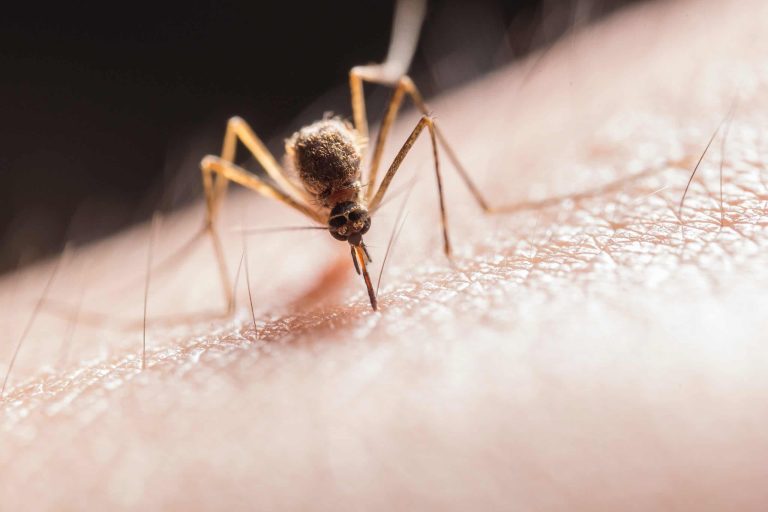 Top 10 Common Household Pests and How to Identify Them